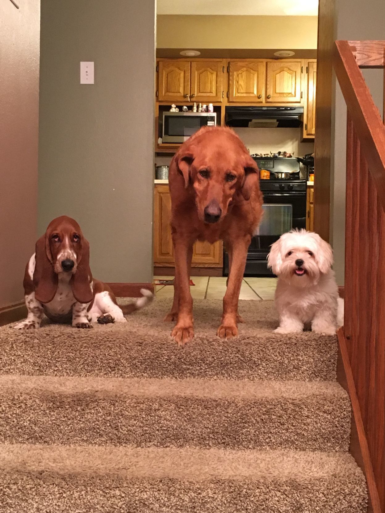 Indy, Wayon and Pyper